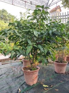 Dạ Ngọc Minh Châu