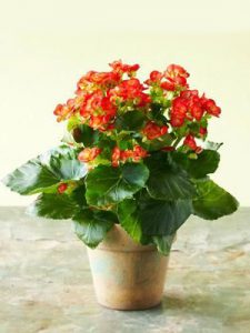 Hoa Thu Hải Đường