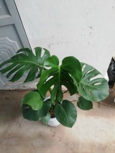Monstera - Quái Vật Rừng Xanh