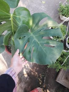 Monstera - Quái Vật Rừng Xanh