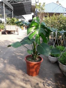 Monstera - Quái Vật Rừng Xanh