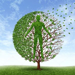 cây phong thủy mệnh mộc