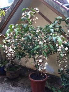 dạ ngọc minh châu