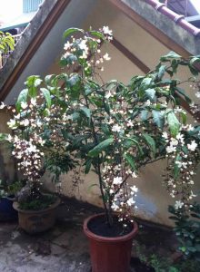 dạ ngọc minh châu