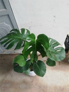 Monstera - Quái Vật Rừng Xanh