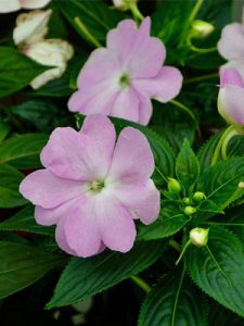 Ngọc Thảo - Mai Địa Thảo