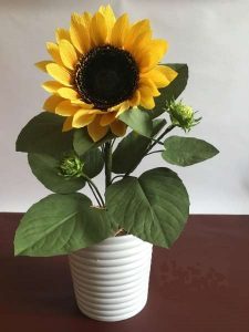 hoa hướng dương mini