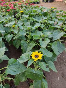 hoa hướng dương mini