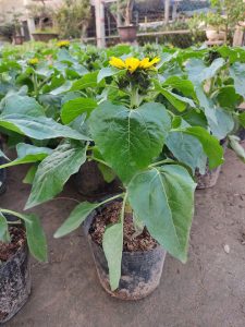 hoa hướng dương mini