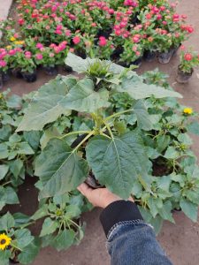 hoa hướng dương mini