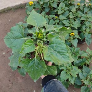 hoa hướng dương mini