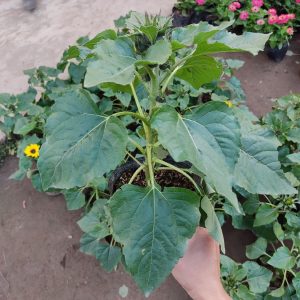 hoa hướng dương mini