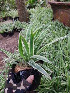 Cỏ Lan Chi - bạch chỉ