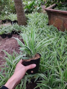 Cỏ Lan Chi - bạch chỉ