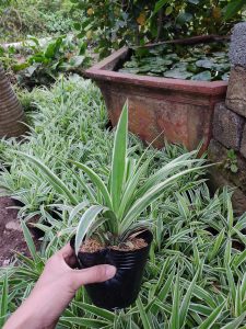 Cỏ Lan Chi - bạch chỉ