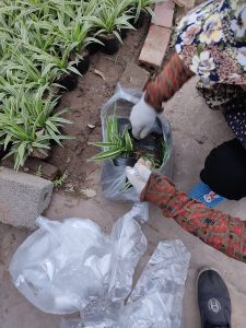 Cỏ Lan Chi - bạch chỉ