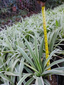 Cỏ Lan Chi - bạch chỉ