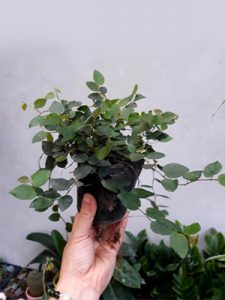 VẢY ỐC CÔNG TRÌNH