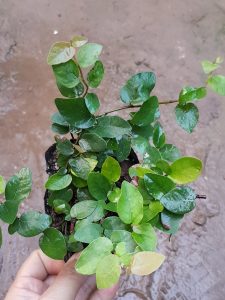 VẢY ỐC CÔNG TRÌNH