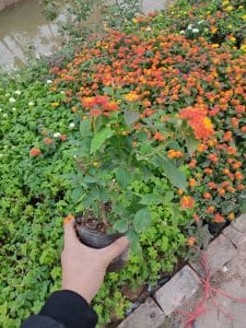 cây ngũ sắc đỏ