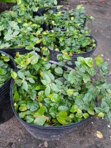 VẢY ỐC CÔNG TRÌNH