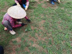 Chăm sóc cỏ nhung nhật