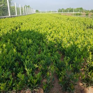 mẫu đơn thái lá nhỏ