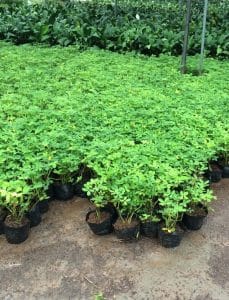 Cỏ Lạc trồng công trình