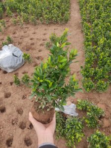 mẫu đơn thái lá nhỏ