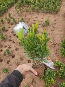 mẫu đơn thái lá nhỏ