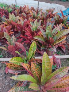 Cây Cô Tòng Lá Mít