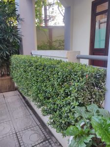 mẫu đơn thái lá nhỏ