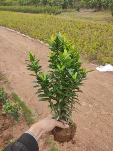 mẫu đơn thái lá nhỏ