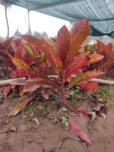 Cây Cô Tòng Lá Mít