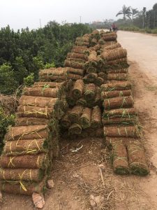 cỏ nhung nhật (2)