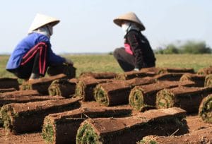 thợ đánh cỏ nhung