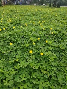 Cỏ Lạc trồng công trình