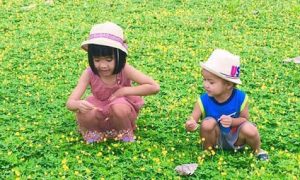 Cỏ Lạc trồng công trình