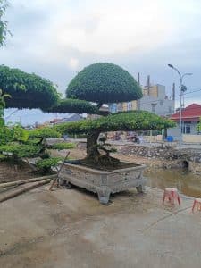 Sanh Nam Điền dáng long