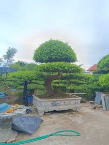 Sanh Nam Điền dáng long