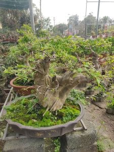 Bằng Lăng Bonsai - Bằng Lăng lá nhỏ, hoa tím
