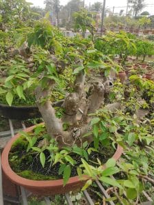 Bằng Lăng Bonsai - Bằng Lăng lá nhỏ, hoa tím