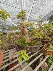 Bằng Lăng Bonsai - Bằng Lăng lá nhỏ, hoa tím