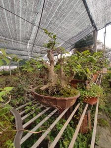 Bằng Lăng Bonsai - Bằng Lăng lá nhỏ, hoa tím