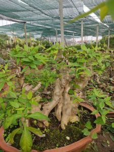 Bằng Lăng Bonsai - Bằng Lăng lá nhỏ, hoa tím