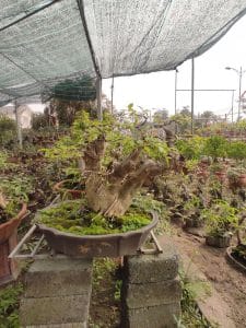 Bằng Lăng Bonsai - Bằng Lăng lá nhỏ, hoa tím