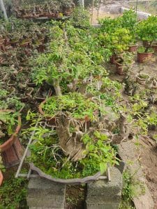 Bằng Lăng Bonsai - Bằng Lăng lá nhỏ, hoa tím