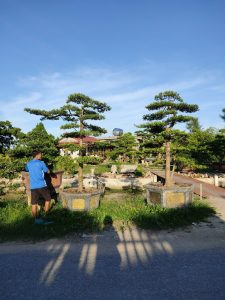 cây Tùng Lá Hán Dáng Trực tại Nam Định