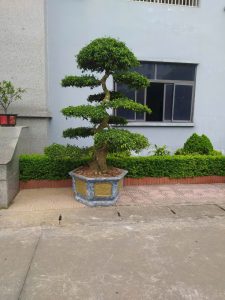 Sanh Nam Điền dáng trực