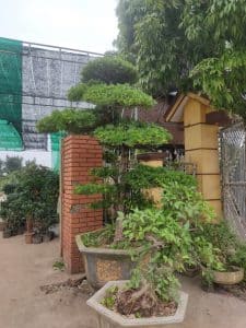 Cây Tùng La Hán đẹp